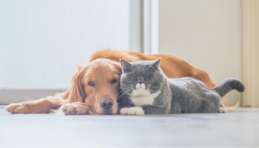 海洋散骨　ペット　犬　猫